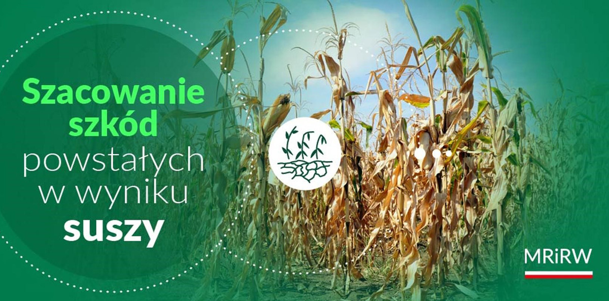 Szkody powstałe w wyniku suszy – pomoc dla producentów rolnych